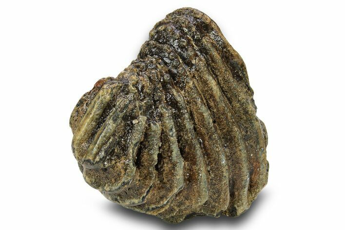 Partial Woolly Mammoth Molar - North Sea Deposits #295874